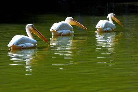 Pelicansの写真素材