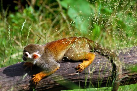 Squirrel Monkey