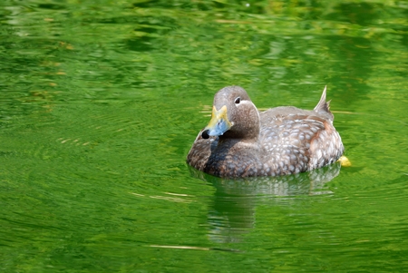 Duck in lakeの写真素材