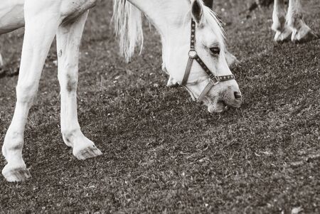 Horse on Pasture, Sepia Colorの写真素材