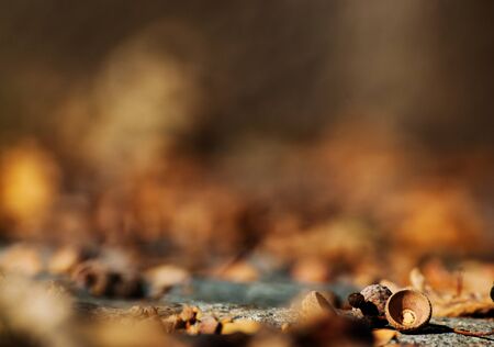 Fallen Acorns on the Groundの写真素材