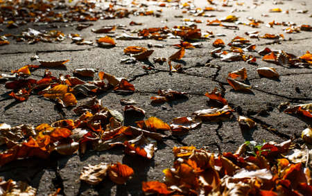 High Contrast of Fallen Leaves in Backlight, Pragueの写真素材