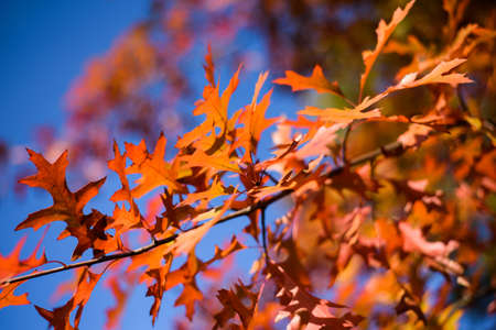 Oak Leaves in Fall