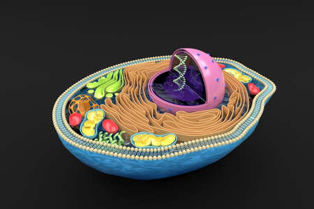 3D rendering of the human cell cross section, detailed colorful anatomy, top view, black background