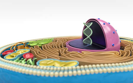 3D rendering of the human cell cross section, detailed colorful anatomy, white background, focus on the DNA in nucleusの写真素材