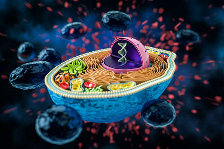 3D rendering of the human cell cross section, detailed colorful anatomy, dark blue background, water...