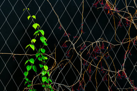 Vibrant Green and Red Vines Climbing on a Diamond Wire Mesh Against Black Backgroundの写真素材