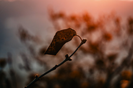 Silhouette of a Withered Autumn Leaf Against a Warm Sunset Sky, Capturing the Essence of Nature's Seasonal Transitionの写真素材