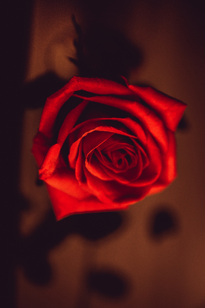 Red rose of love on a black backgroundの写真素材