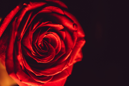 Red rose of love on a black backgroundの写真素材