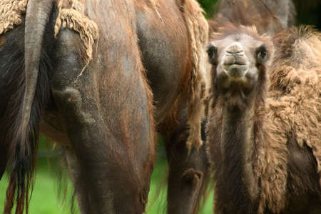 Young cameLの写真素材