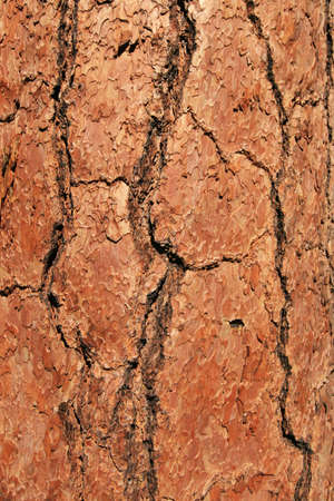 Tree bark texture