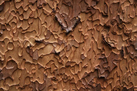 Bark textureの写真素材