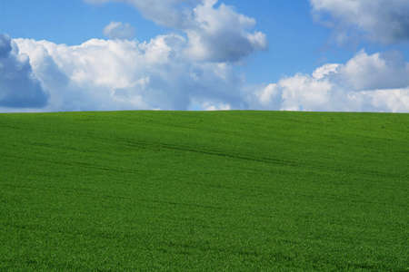 Spring meadow