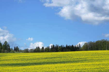 Spring yellow field