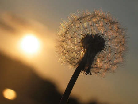 Dandelion at sunsetの写真素材