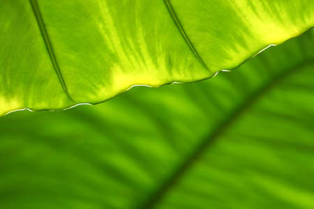 Green leaf texture