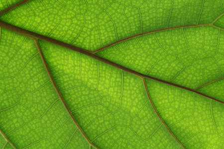Green leaf textureの写真素材