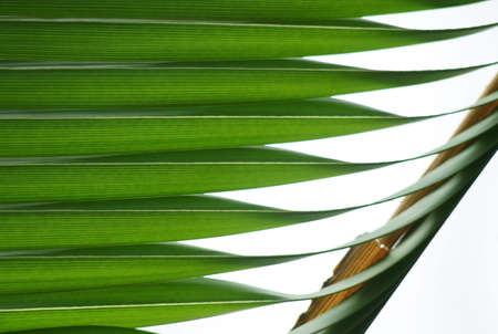 Green leaf textureの写真素材