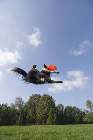 Border collie playingの写真素材