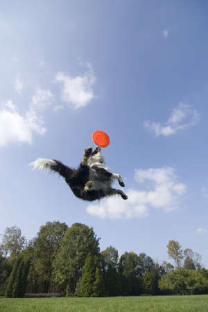 Border collie playing の写真素材