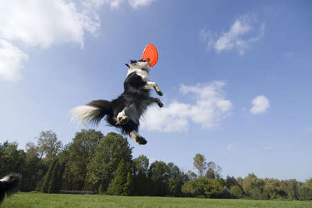 Border collie playingの写真素材