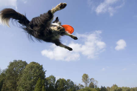 Border collie playingの写真素材