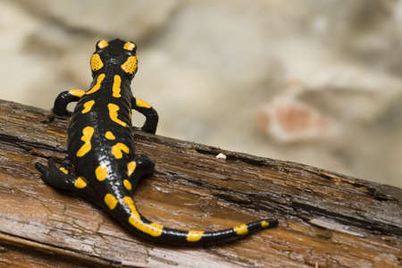 Black and yellow salamanderの写真素材