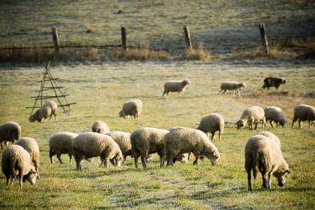 Herd of sheep in the morning sunの写真素材