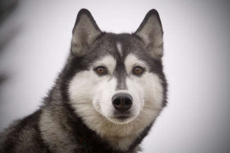 Portrait of siberian husky