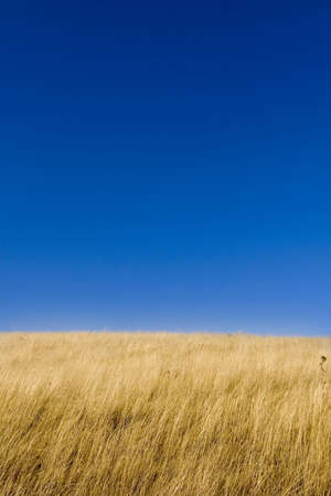 Grass field under blue sky in clear november dayの写真素材