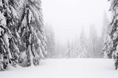 Winter landscape after snowfallの写真素材