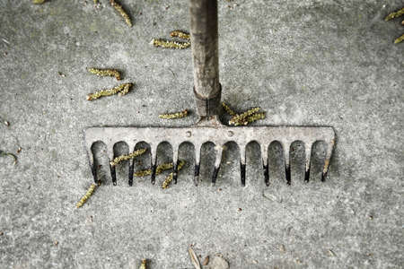 Old rakeの写真素材