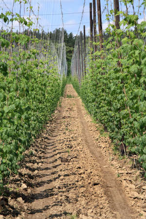 Hop plantation