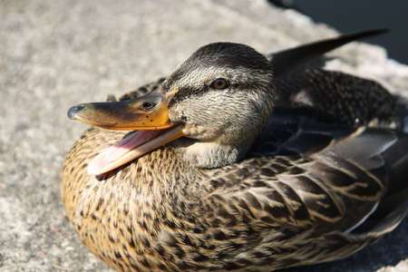 Close up portrait of female Mallard duckの写真素材