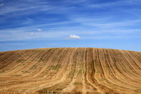 Field of cut hayの写真素材