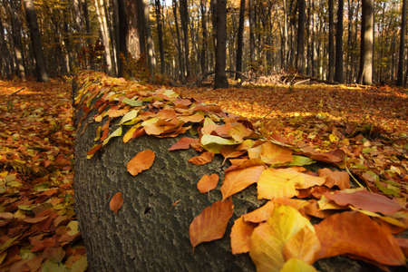 Autumn Leavesの写真素材