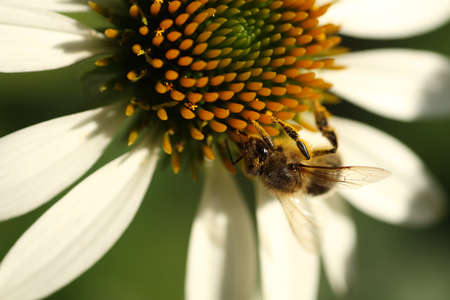 A bee collects pollen