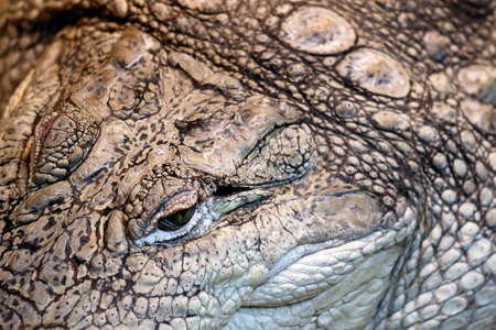 Closeup of crocodile with focus on the eyeの写真素材