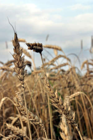 ripe ears of corn with sky in the background