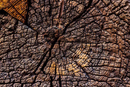 Closeup texture of an old weathered log with growth rings.