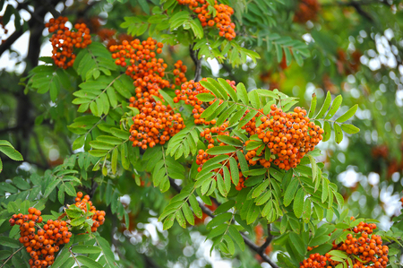 bunches of Rowan treeの写真素材
