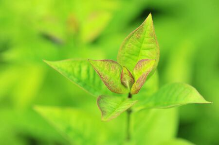 abstract green background with plantsの写真素材