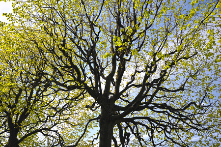abstract background with branches of lime trees with blooming foliage