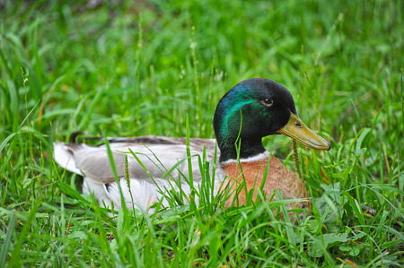 duck sitting in the grassの写真素材