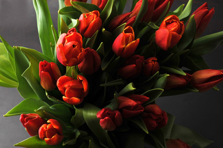 bouquet of red tulips. top viewの写真素材