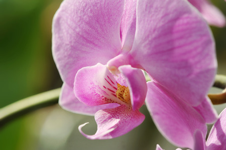 Beautiful Purple orchid flower treeの写真素材