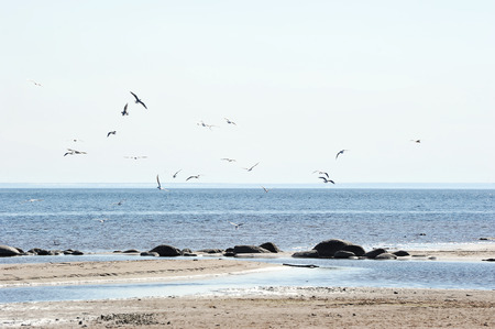 seagulls flying over the Baltic seaの写真素材