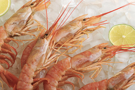 background of boiled shrimp with lime on ice - top viewの写真素材