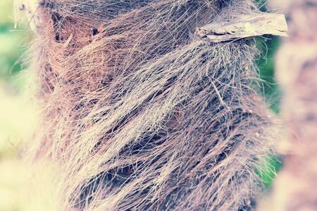 trunk of a young palm tree - abstract background - closeupの写真素材